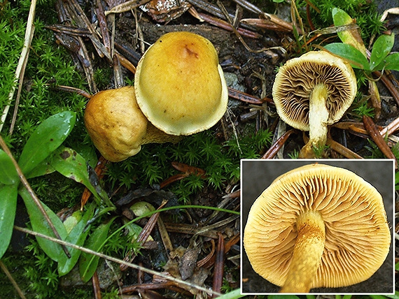 strapcovka vláknitohlúbiková Hypholoma cf. marginatum J. Schröt.