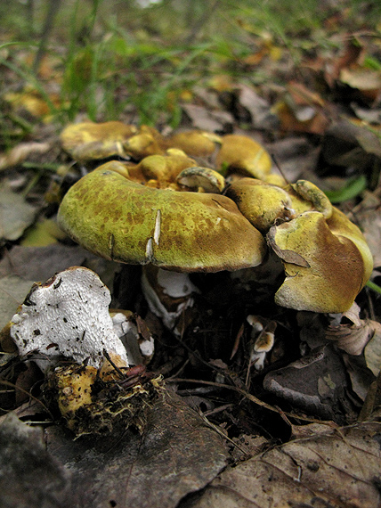 krásnopórovec zelenohnedý Laeticutis cristata (Schaeff.) Audet