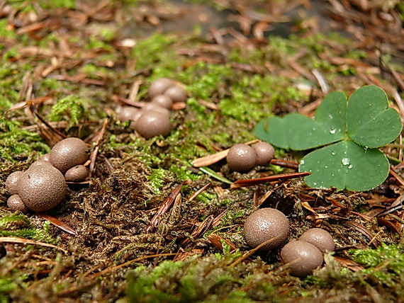 vlčinka červená Lycogala epidendrum (J.C. Buxb. ex L.) Fr.