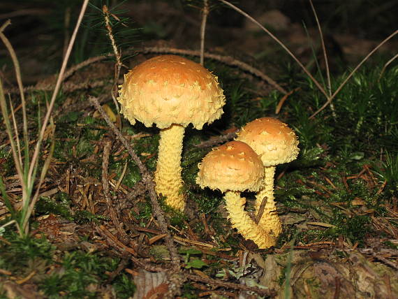 šupinovka ohnivá Pholiota flammans (Batsch) P. Kumm.