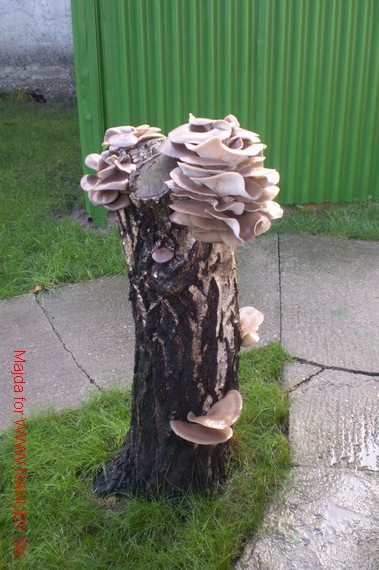 hliva ustricovitá Pleurotus ostreatus (Jacq.) P. Kumm.