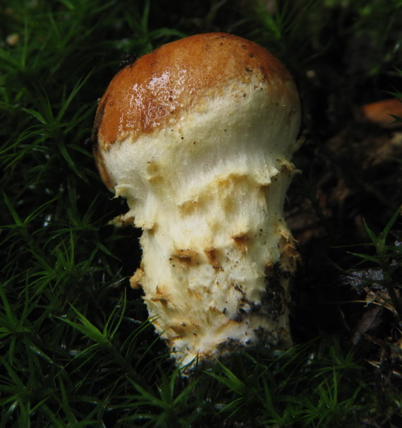 squamanita schreieri ? parazitnica Schreierova ? Squamanita schreieri ? Imbach