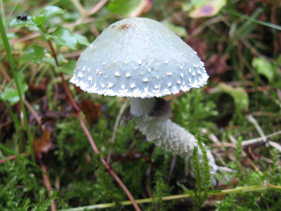 golierovka zelenkastá Stropharia aeruginosa (Curtis) Quél.