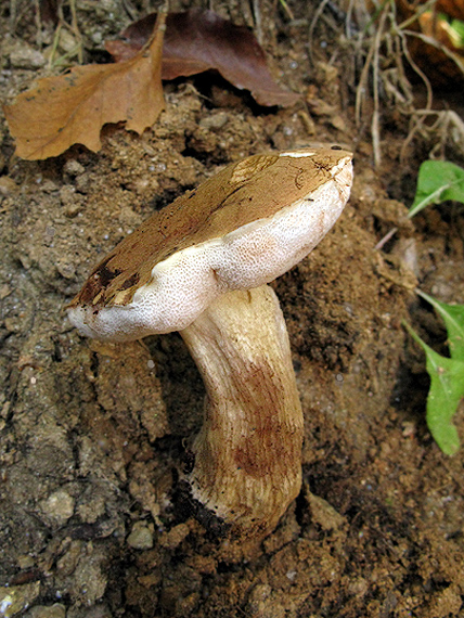 podhríb žlčový Tylopilus felleus (Bull.) P. Karst.