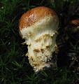 squamanita schreieri ? parazitnica Schreierova ?