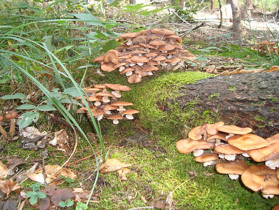 podpňovka tmavá Armillaria ostoyae (Romagn.) Herink