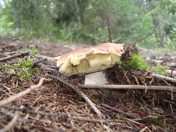 hríb smrekový Boletus edulis Bull.