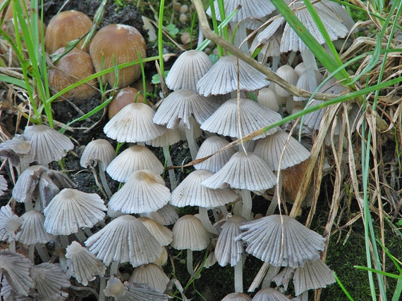 hnojník dvojvýtrusný Coprinellus bisporus (J.E. Lange) Vilgalys, Hopple & Jacq. Johnson