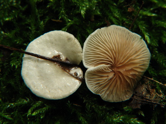 pahliva premenlivá Crepidotus variabilis (Pers.) P. Kumm.