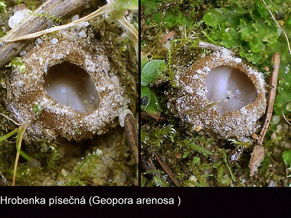 hrobnička Geopora arenosa (Fuckel) S. Ahmad