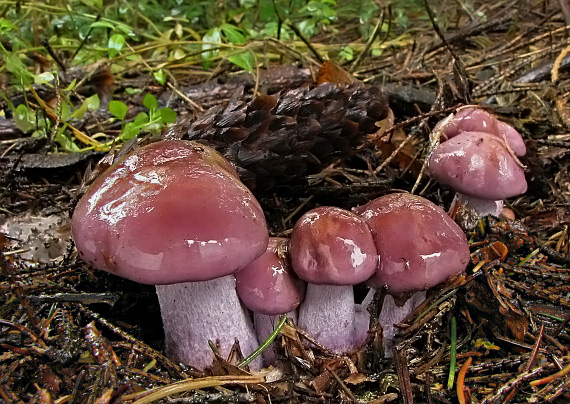 pôvabnica fialová Lepista nuda (Bull.) Cooke