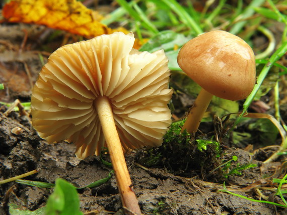 tanečnica poľná Marasmius oreades (Bolton) Fr.