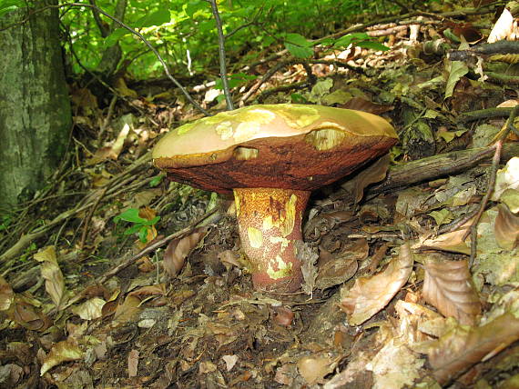 hríb purpurový Rubroboletus rhodoxanthus Kuan Zhao &amp; Zhu L. Yang