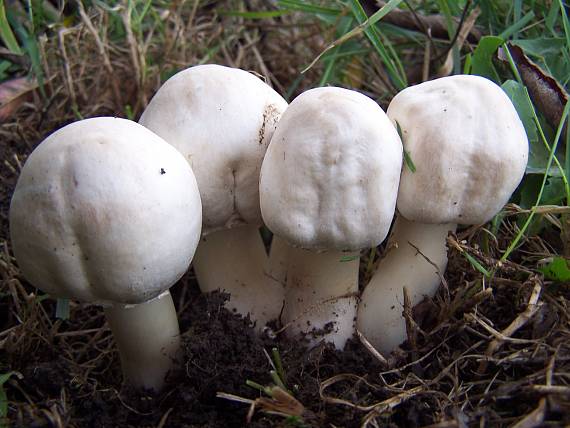 pečiarka Agaricus sp.