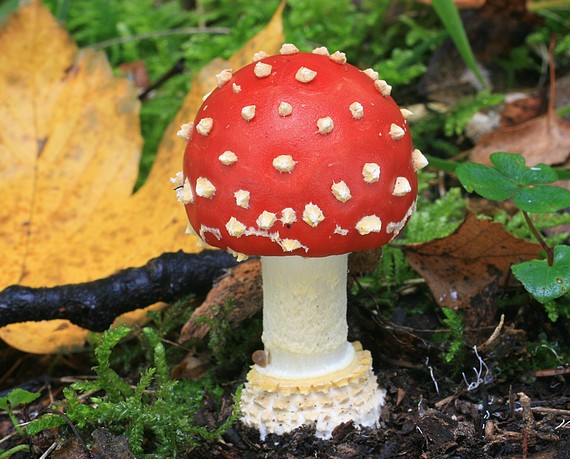 muchotrávka červená Amanita muscaria (L.) Lam.