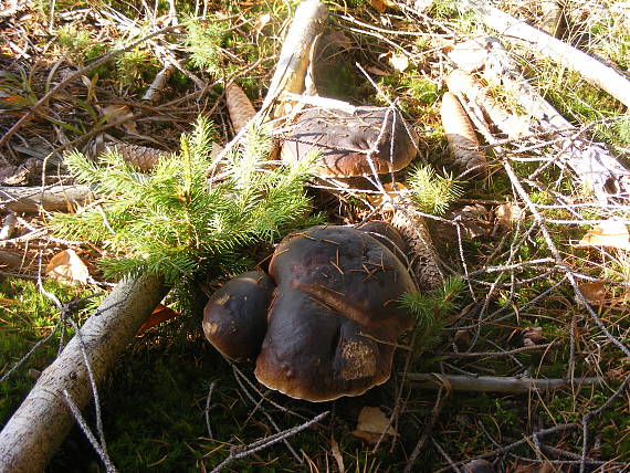 hríb smrekový Boletus edulis Bull.