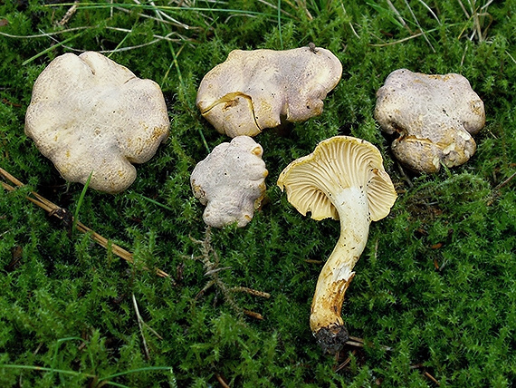 kuriatko jedlé ametystové Cantharellus amethysteus (Quél.) Sacc.