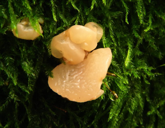 Craterocolla cerasi (Schumach.) Sacc.