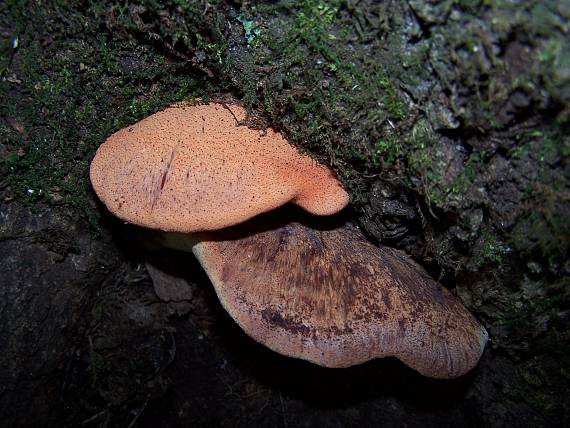 pečeňovec dubový Fistulina hepatica (Schaeff.) With.