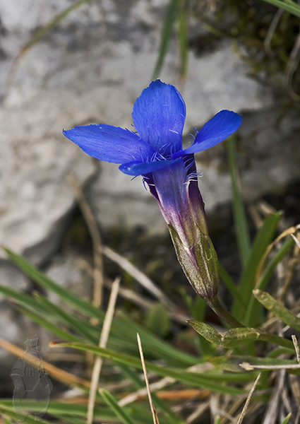 pahorec brvitý Gentianopsis ciliata (L.) Ma