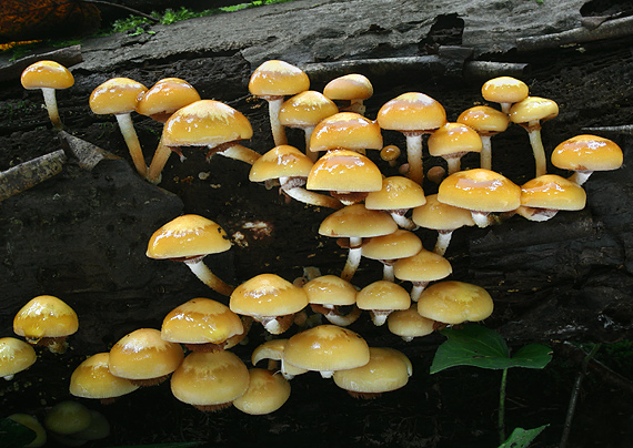 šupinačka menlivá Kuehneromyces mutabilis (Schaeff.) Singer & A.H. Sm.