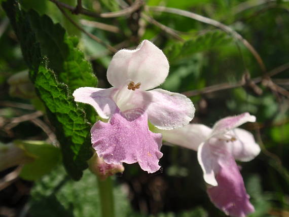 medúnka medovkolistá Melittis melissophyllum L.