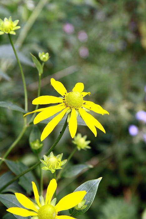 rudbekia strapatá Rudbeckia laciniata L.