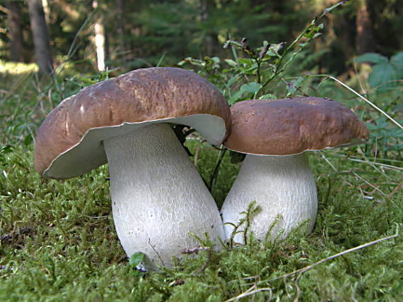 hríb smrekový Boletus edulis Bull.