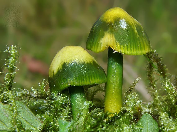 lúčnica žltozelená Gliophorus psittacinus (Schaeff.) Herink