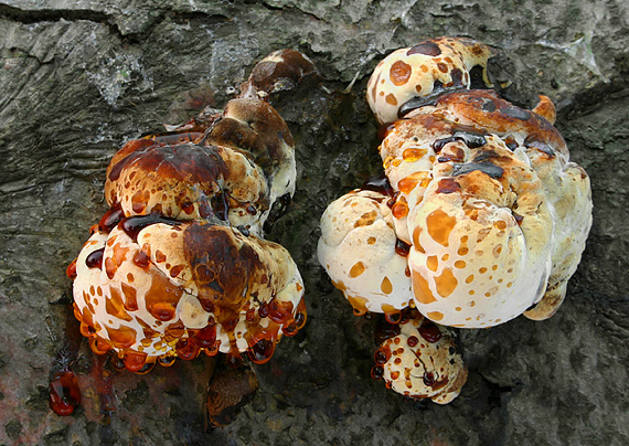 smolokôrovka buková? Ischnoderma resinosum (Schrad.) P. Karst.