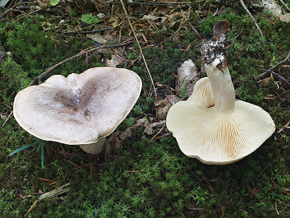 rýdzik severský Lactarius trivialis (Fr.) Fr.