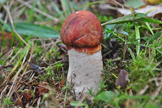 kozák osikový Leccinum albostipitatum den Bakker & Noordel.