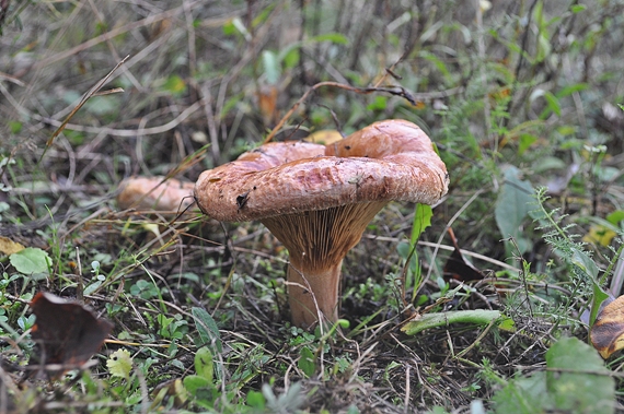 čechračka podvinutá Paxillus involutus (Batsch) Fr.