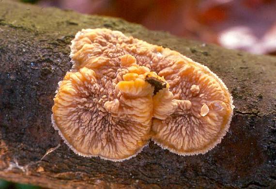 žilnatka oranžová - Žilnačka oranžová Phlebia radiata  Fr.