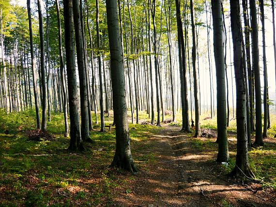 karpatská bučina.