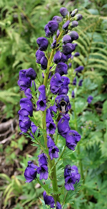 prilbica tuhá Aconitum firmum Rchb.