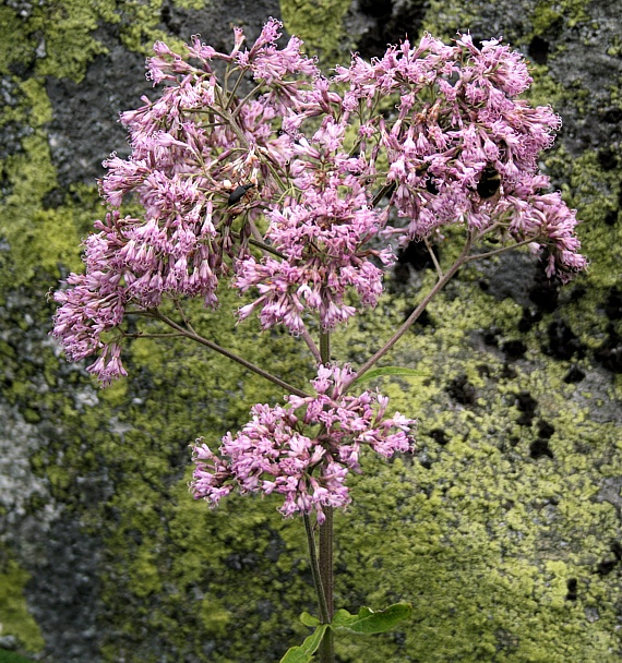 mačucha cesnačkovitá Adenostyles alliariae (Gouan) A. Kern.