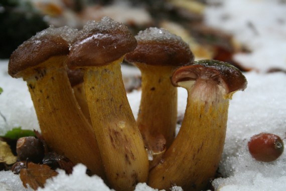 podpňovka obyčajná Armillaria mellea (Vahl) P. Kumm.