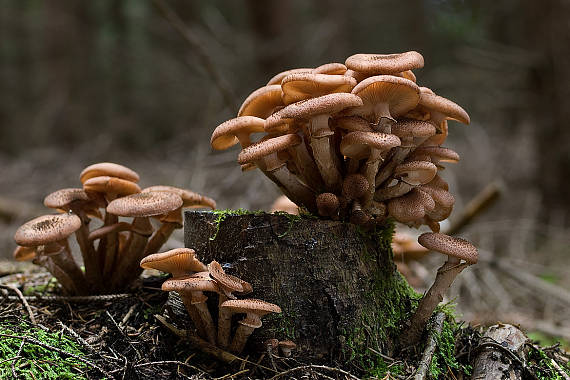 podpňovka tmavá Armillaria ostoyae (Romagn.) Herink