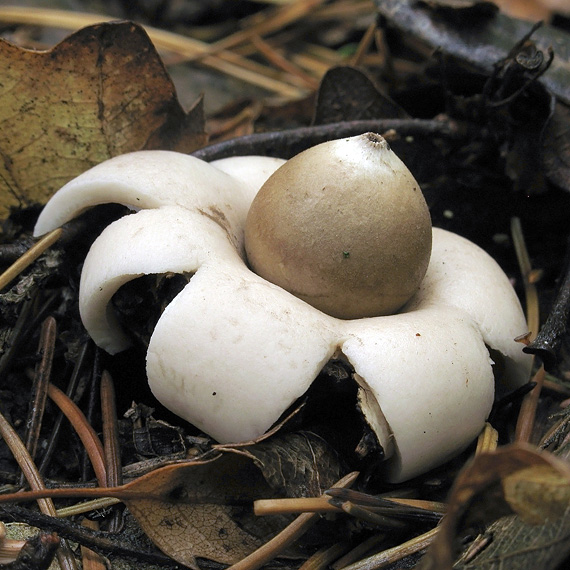 hviezdovka strapkatá Geastrum fimbriatum Fr.