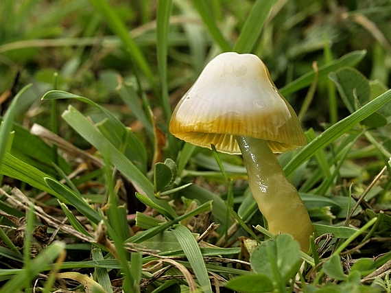 lúčnica žltozelená Gliophorus psittacinus (Schaeff.) Herink