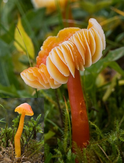 lúčnica Hygrocybe sp.