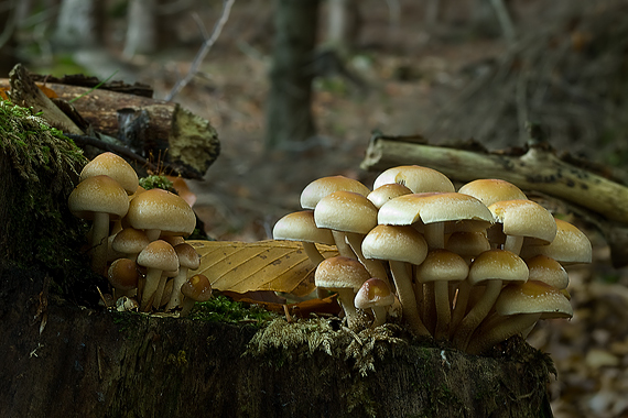 strapcovka maková Hypholoma capnoides (Fr.) P. Kumm.