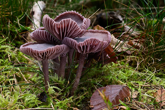 lakovka ametystová Laccaria amethystina (Huds.) Cooke