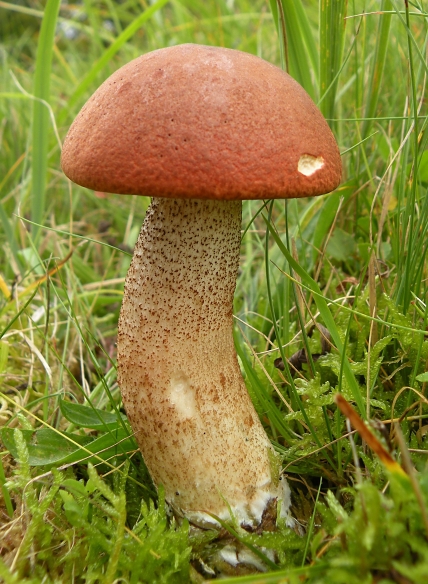 kozák dubový Leccinum aurantiacum (Bull.) Gray