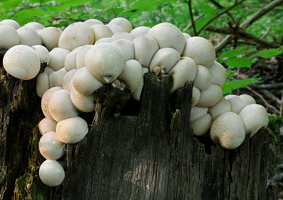 prášnica hruškovitá Lycoperdon pyriforme Schaeff.