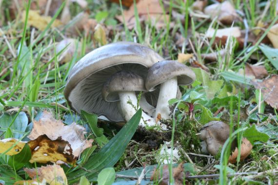 strmulec nakopený? Lyophyllum decastes? (Fr.ex Fr.) Sing.