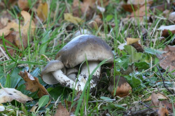 strmulec nakopený? Lyophyllum decastes? (Fr.ex Fr.) Sing.