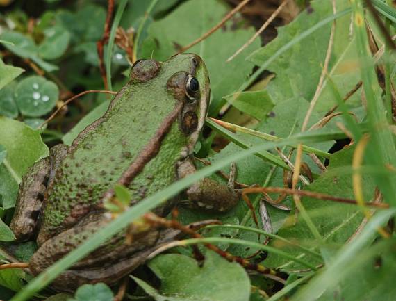 skokan zelený Pelophylax esculentus?