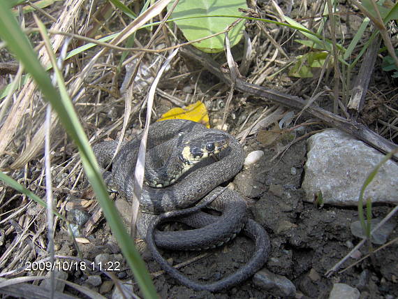 užovka obyčajna natrix natrix